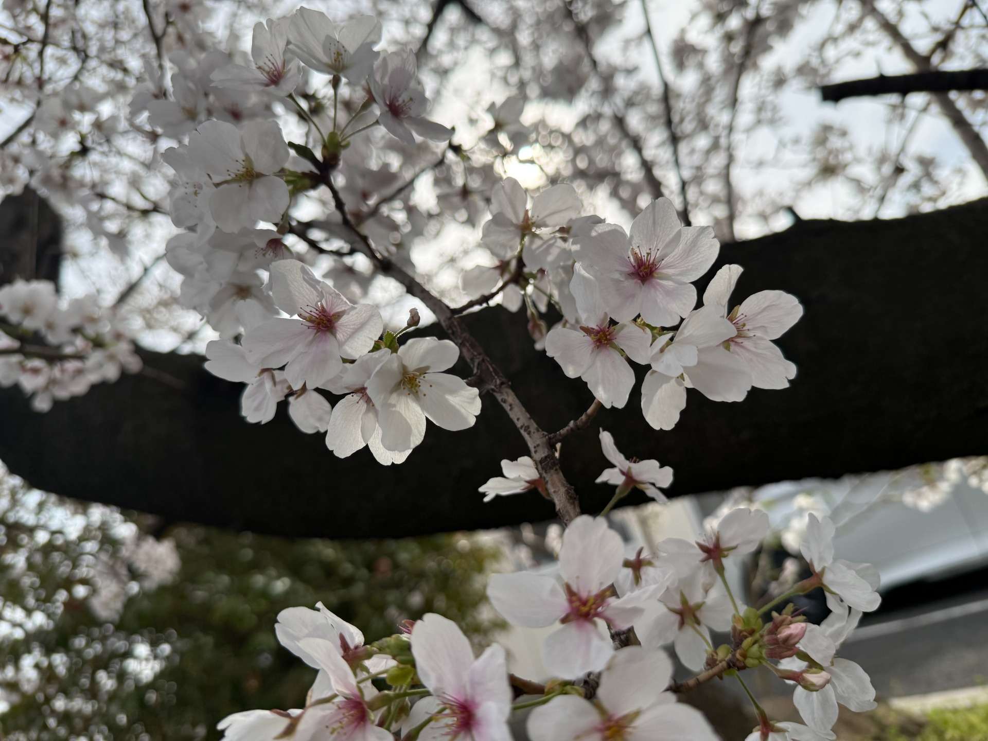 新入社員 成長日記 the final  植物のような…