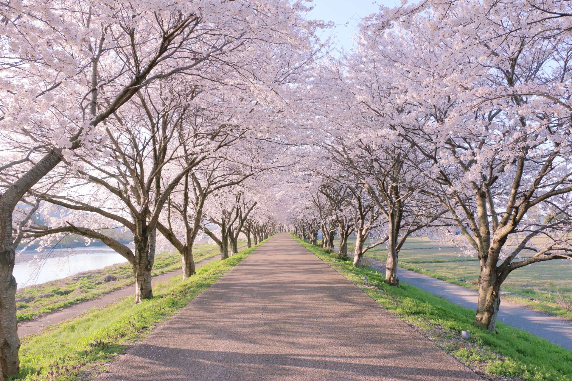 春爛漫　～新しい酒は新しい革袋に盛れ～　マタイによる福音書９章１７節