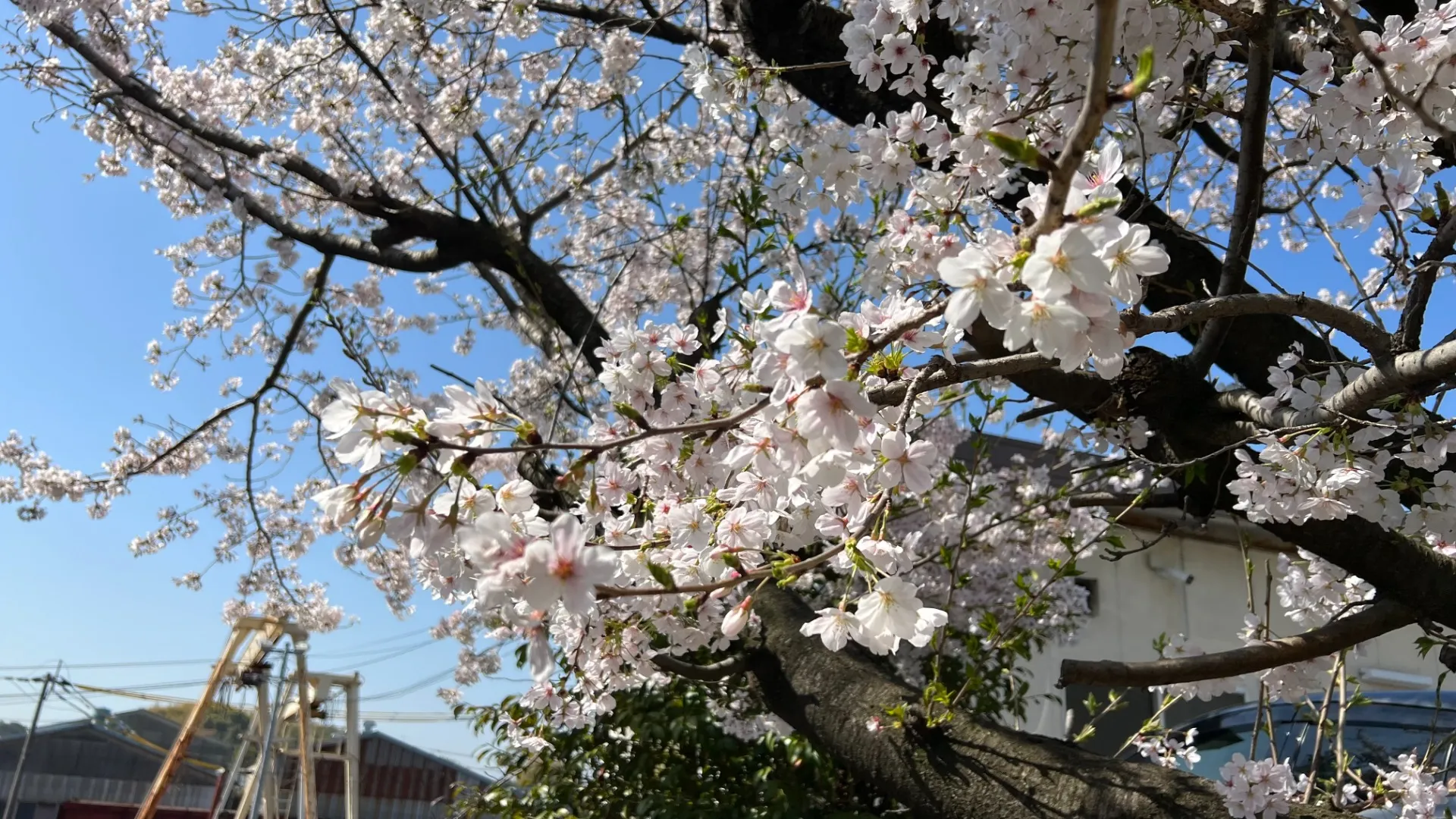 桜が綺麗に咲きました。
